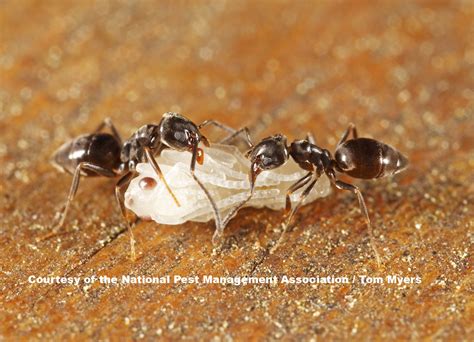 Odorous House Ants: Identification and Prevention Tips
