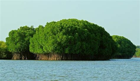 Mangrove Forest, Killai Post, Pichavaram | WhatsHot Bangalore