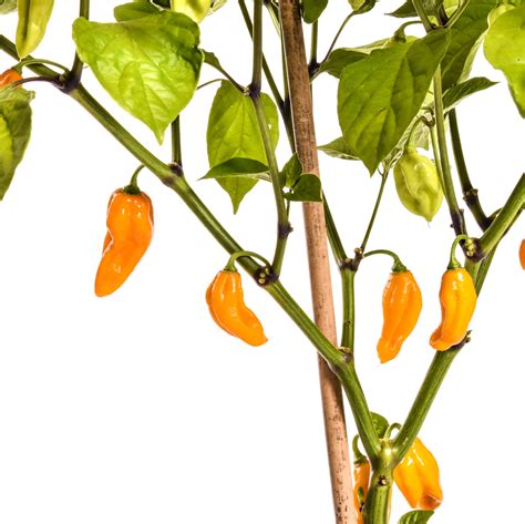 Naga/Bhut Jolokia Orange Chilisamen online kaufen - Pepperworld Hot Shop