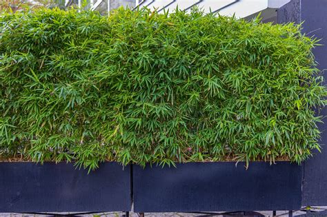How To Get Rid Of Japanese Bamboo