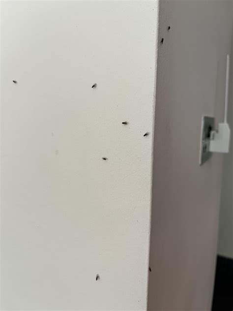 Tiny fly infestation - Any advice welcome (Must be pet safe) : r ...
