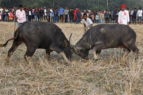 Gauhati High Court Issues Complete Ban On Buffalo & Bulbuli Bird Fights ...