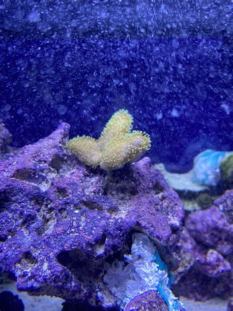 Image result for Best Reef Refractometer