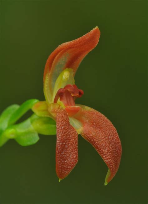 Specklinia dunstervillei | Hortus Botanicus Leiden, Netherlands