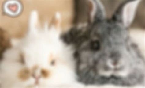 Image result for XnView Apk