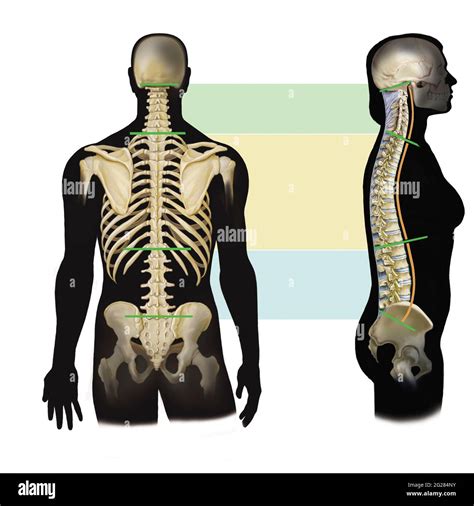 Side and dorsal view of spine showing cervical, thoracic and lumbar ...
