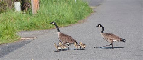 Do Geese Nest On The Ground at Leah Crisp blog