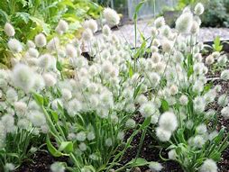 Image result for Bunny Tail Grass Plant