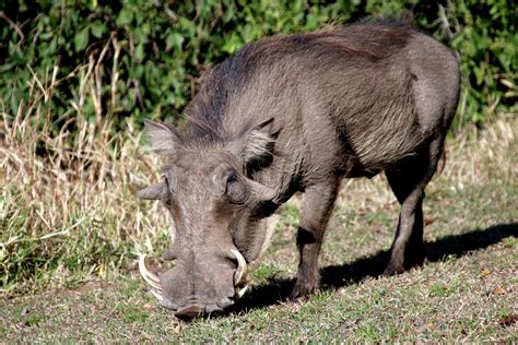 Types Of Wild Hogs