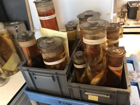 Image result for Extinct Fish