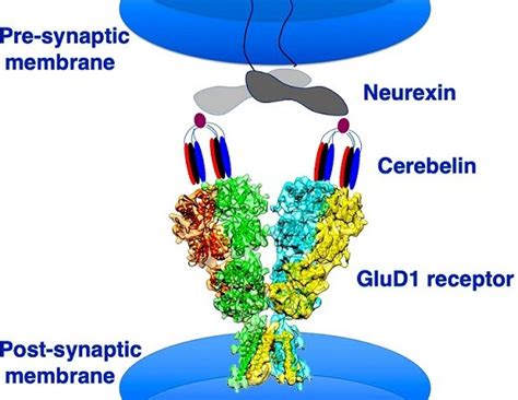 A step towards a drug for schizophrenia like diseases - Sanshodhan