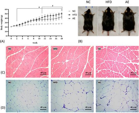 Proteomic Analysis of Skeletal Muscle and White Adipose Tissue after ...