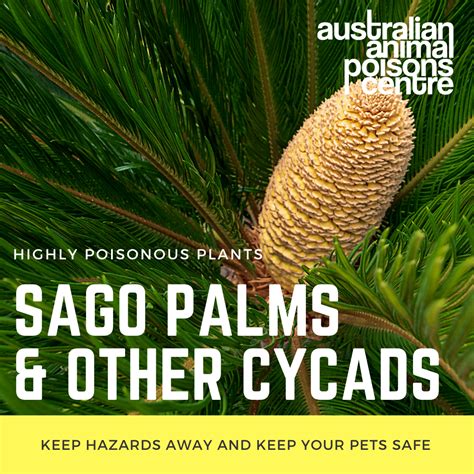 How Much Sago Palm Is Toxic To Dogs