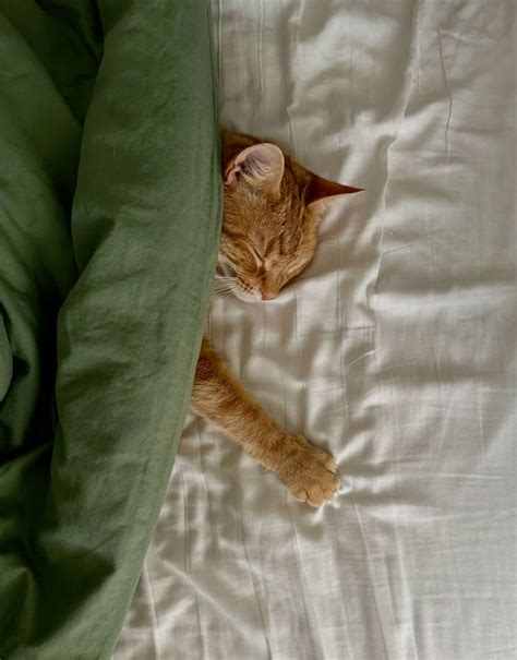 cute sleepy orange kitty 🐈 | Cat sleeping, Crazy cats, Cute cats