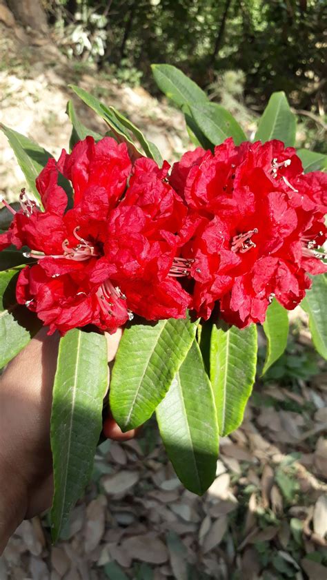 Nepali National Flower
