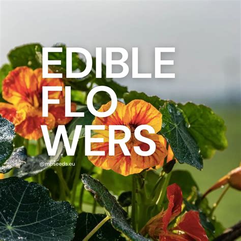 Identifying Edible Flowers & Interesting Facts about them (with ...