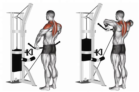 Image result for Cable Row Muscles