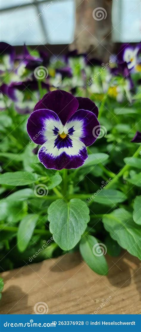 Angry Plant Flowers 的图像结果