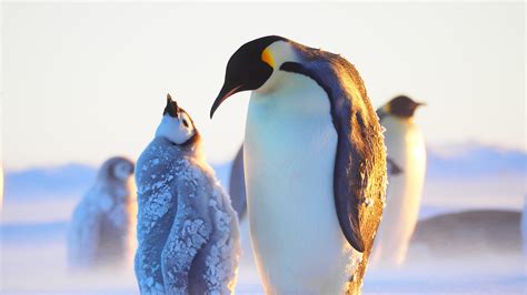 Where do penguins live? The habitats for several penguin species