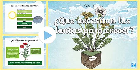Presentación: ¿Qué necesitan las plantas para crecer?