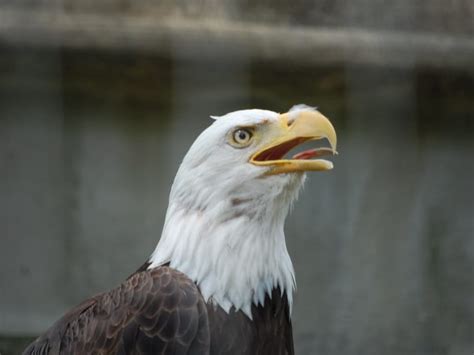 Animals at the NYC Bronx Zoo - Hellotickets