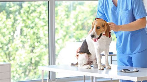 Veterinarian In Framingham, MA | Slade Veterinary Hospital