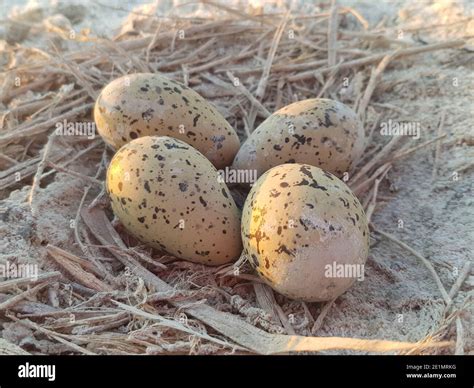 Eggs Clutch Definition at Jonathan Landseer blog