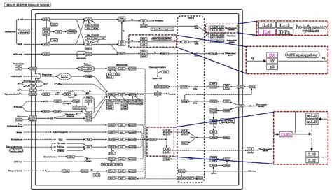 Network Pharmacology Study to Interpret Signaling Pathways of Ilex ...