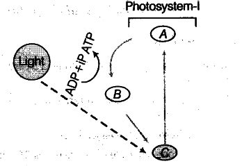 In the diagram shown below label A, B, C - CBSE Class 11 Biology ...