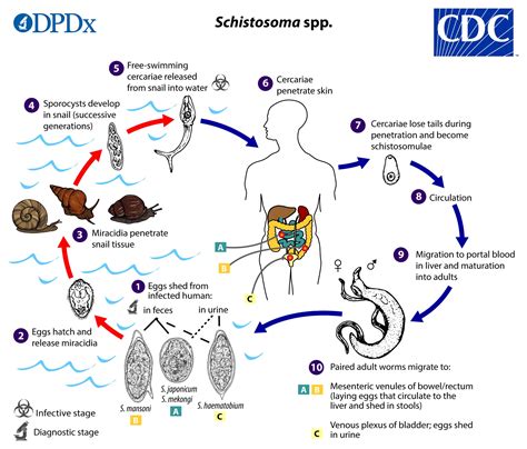 Full article: Schistosomiasis: Still a Cause of Significant Morbidity and Mortality