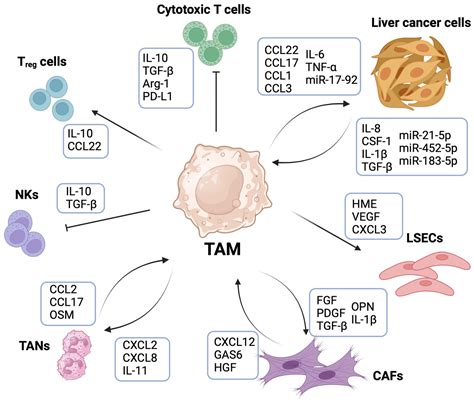 Macrophages Orchestrate the Liver Tumor Microenvironment