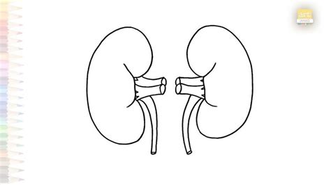 Image result for Handwritten Tutorials Kidney