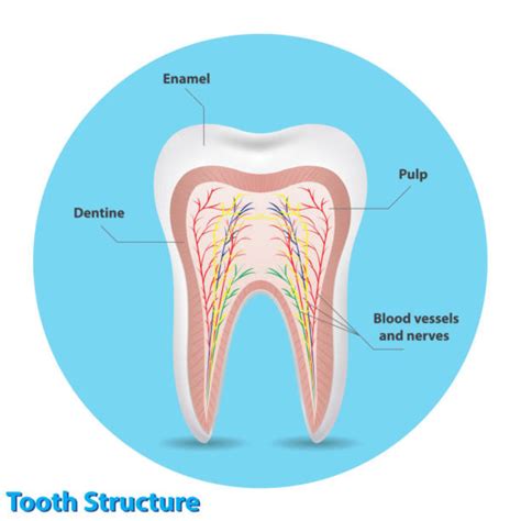 Do Teeth Have Nerves