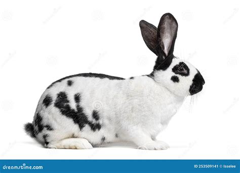 Side View of a Checkered Giant Rabbit, Isolated Stock Image - Image of ...