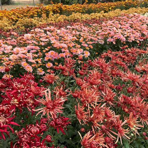 Heirloom Chrysanthemum Cuttings – 3 Porch Farm