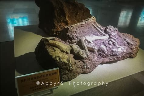 广东省河源市博物馆副馆长散步时意外发现3枚恐龙蛋化石 - 神秘的地球 科学|自然|地理|探索