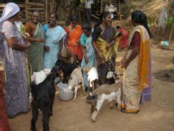 Broiler Goat Rearing Ensured livelihood security for the rural women | ICAR