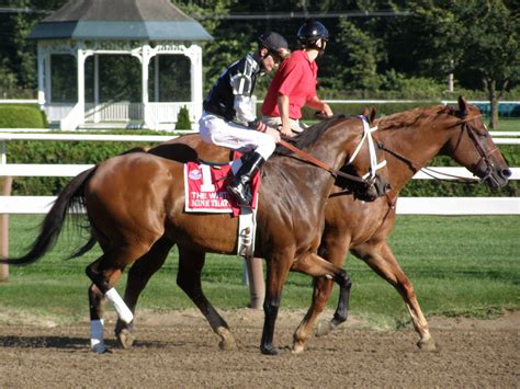 Mine That Bird- 2009 Kentucky Derby winner at Saratoga | Kentucky derby ...