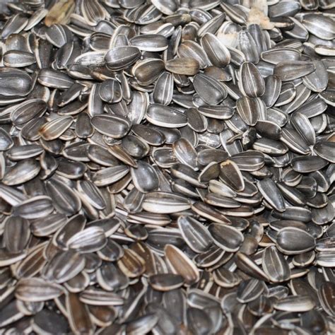 Image result for How Do They Shell Sunflower Seeds