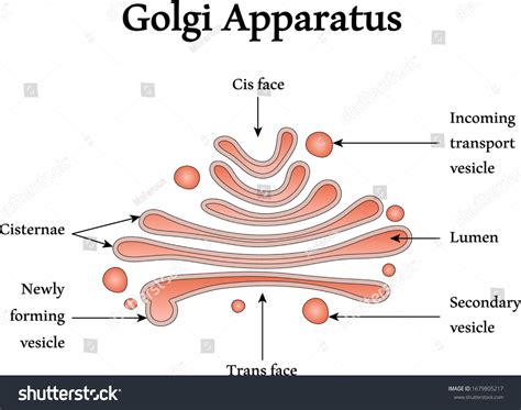 Structure Golgi Apparatus Infographics Royalty Free Vector, 41% OFF