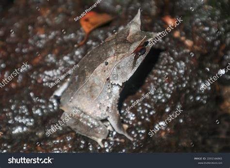 Pelobatrachus Nasuta Longnosed Horned Frog Malayan Stock Photo ...