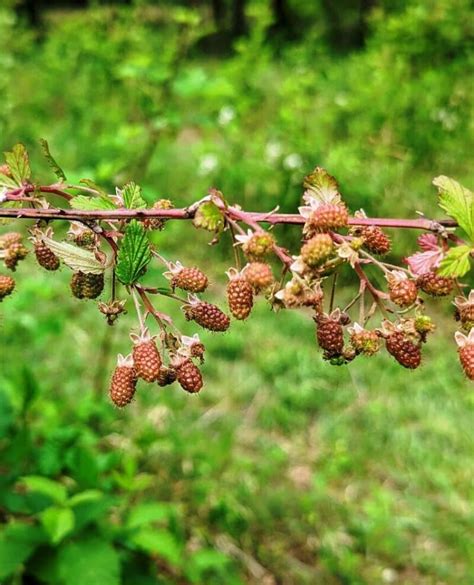 Image result for Raspberry Pruning Basics
