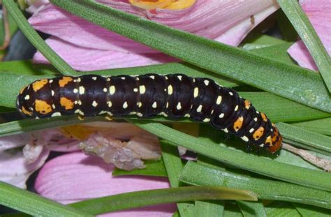 Insect Pests
