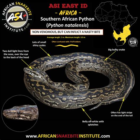 African Python Snakes 的图像结果