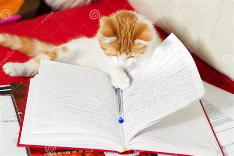 Image result for Keep Learning Cat