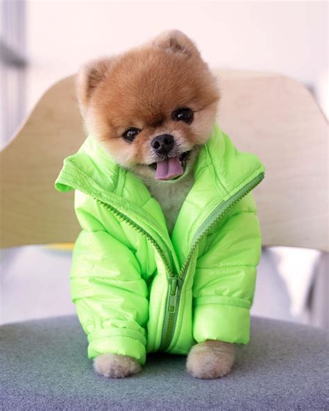@jiffpom in his new Jiff Pom Super Puff. Like a human Super Puff but ...