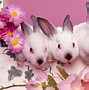 Image result for Bunny Faces Wallpaper