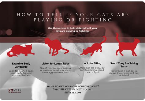 HOW TO TELL IF YOUR CATS ARE PLAYING OR FIGHTING - PriVET Pet Care
