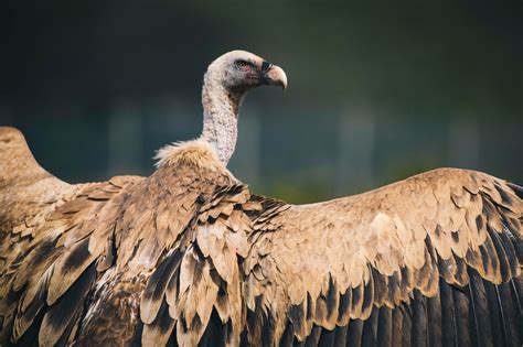 Griffon Vulture in Cyprus: breeding failure accentuates the species ...
