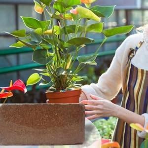 Ugaoo Cocopeat Block for Garden & Plants 10 Kg : Amazon.in: Garden ...